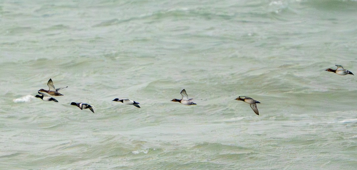 Canvasback - ML646555957