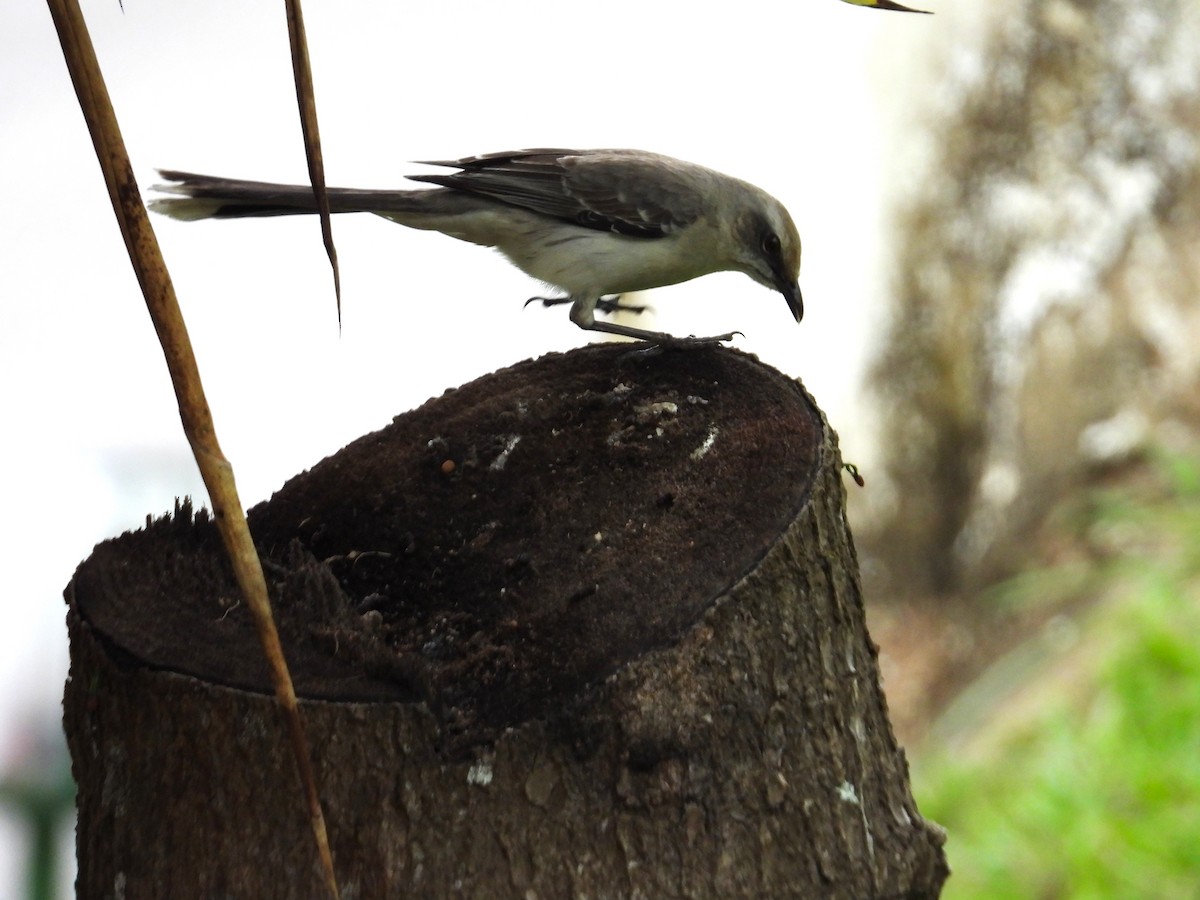 Tropical Mockingbird - ML646555958