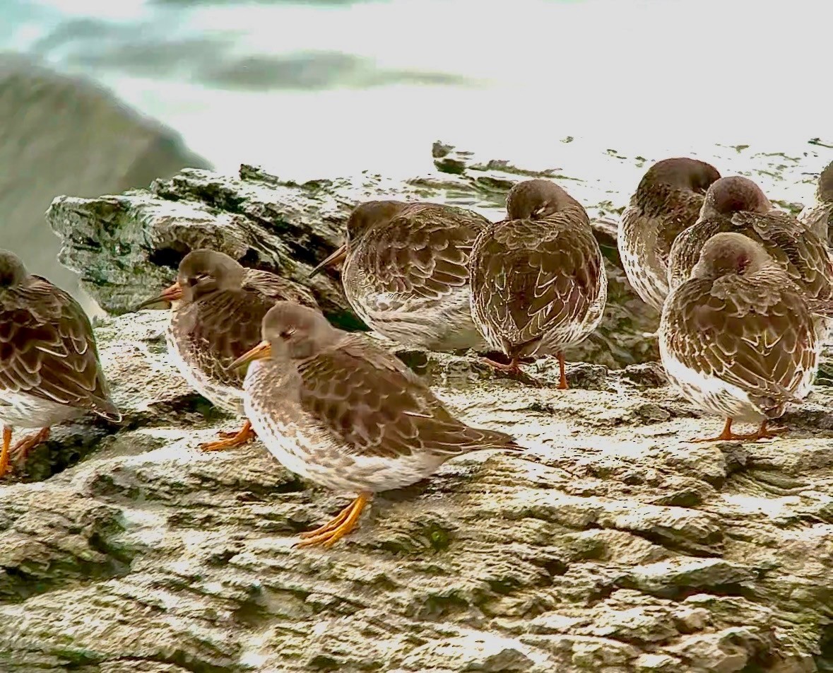 Txirri iluna - ML646555960