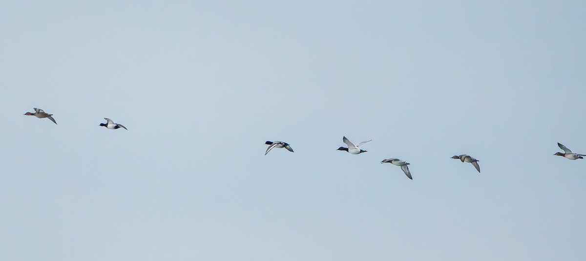 Greater/Lesser Scaup - ML646555961