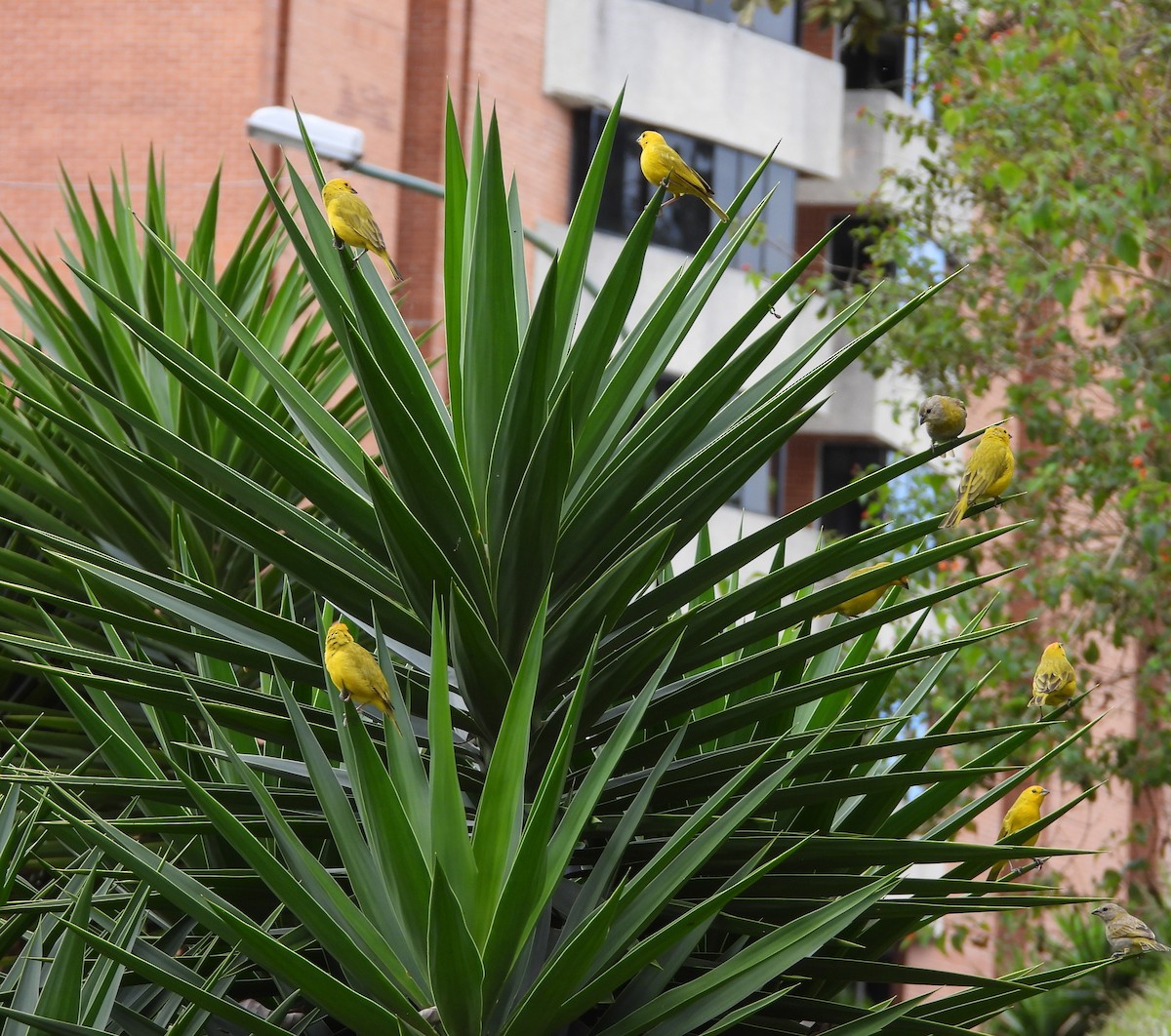 Saffron Finch - ML646555962