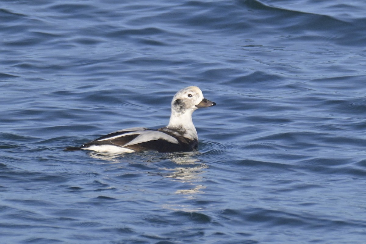Long-tailed Duck - ML646555965