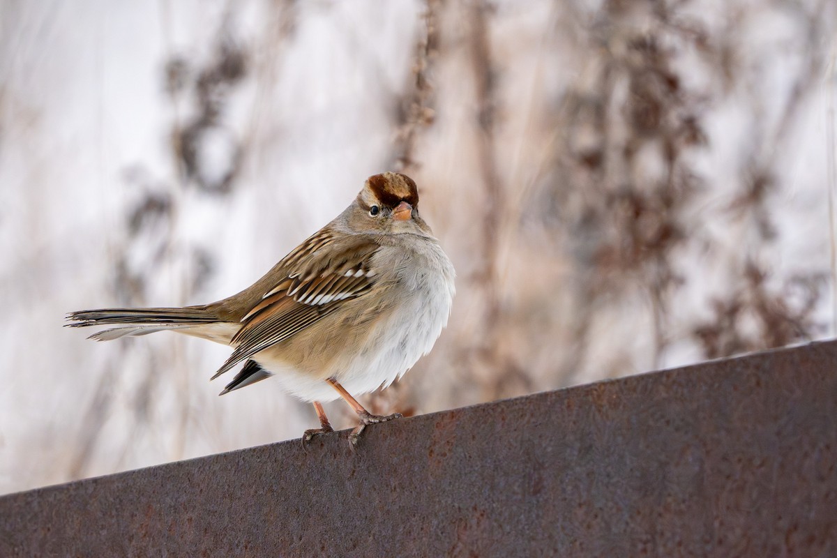 White-crowned Sparrow - ML646555971