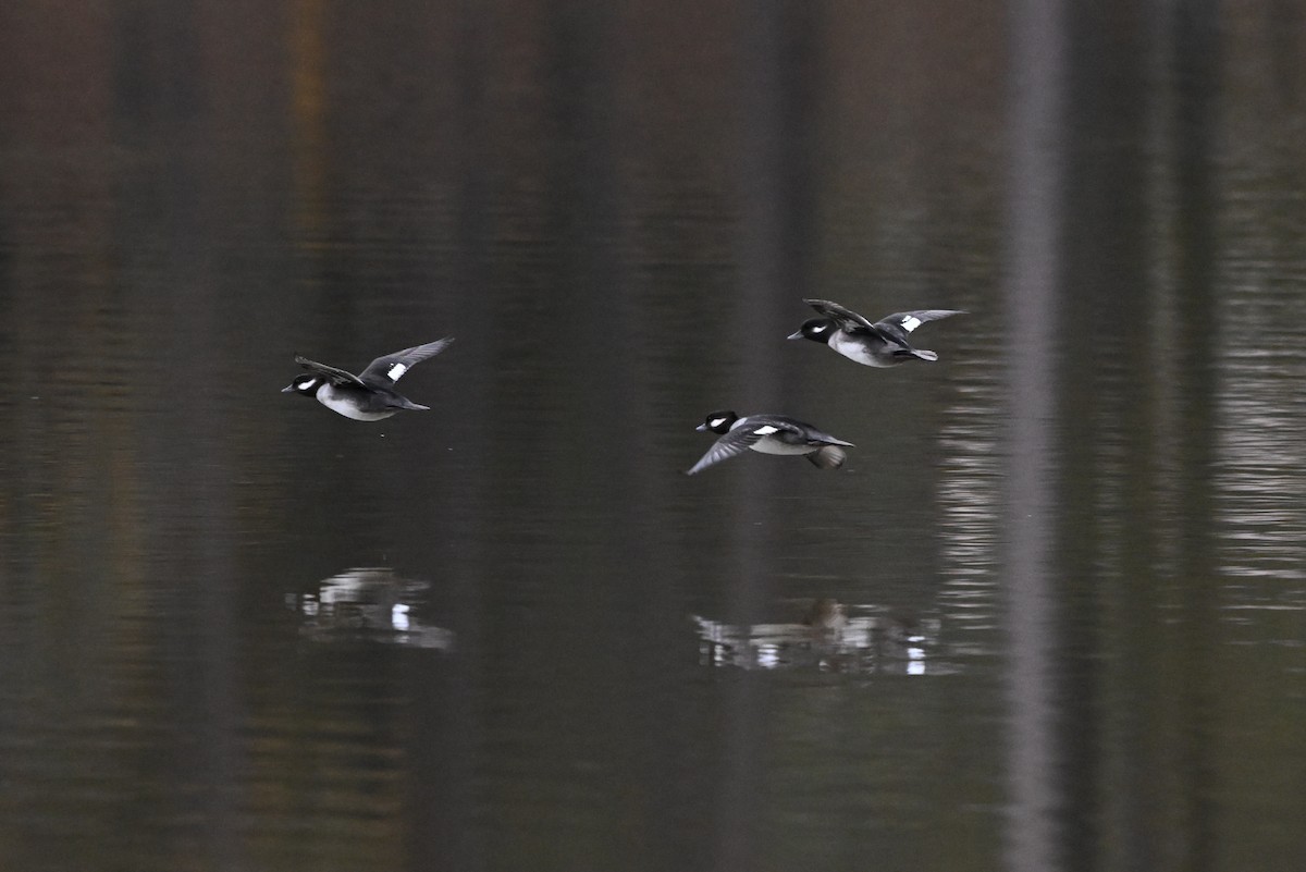 Bufflehead - ML646555973