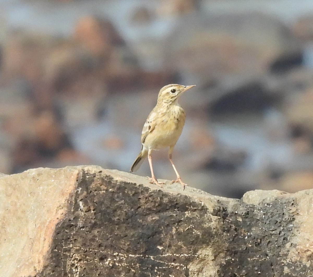 ヒメマミジロタヒバリ - ML646555975