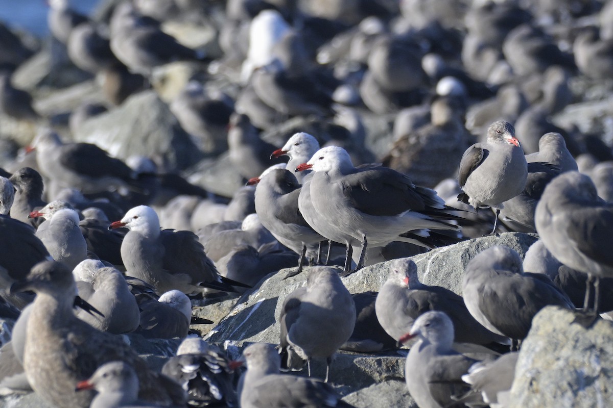 Heermann's Gull - ML646555976