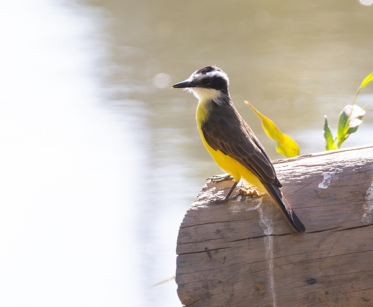 Lesser Kiskadee - ML646555977