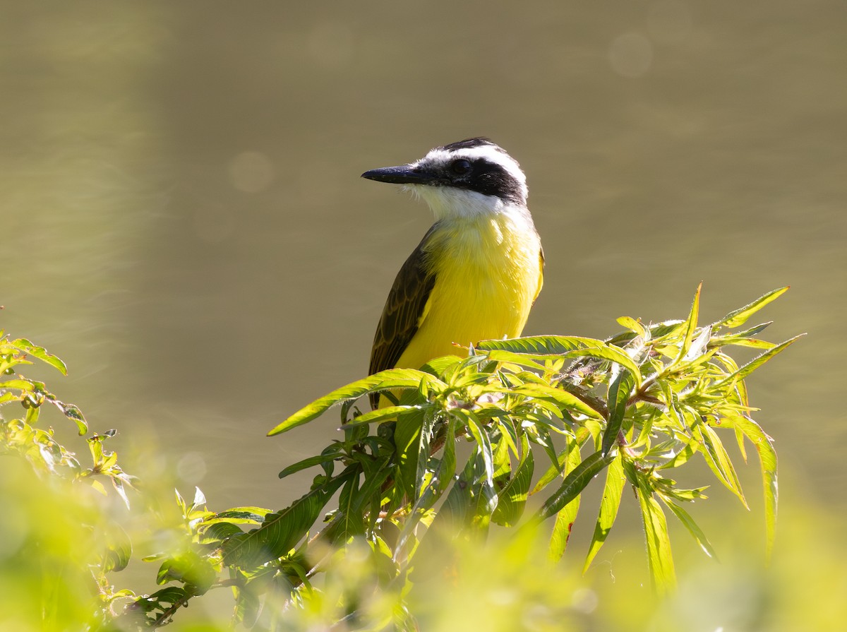 Lesser Kiskadee - ML646555978