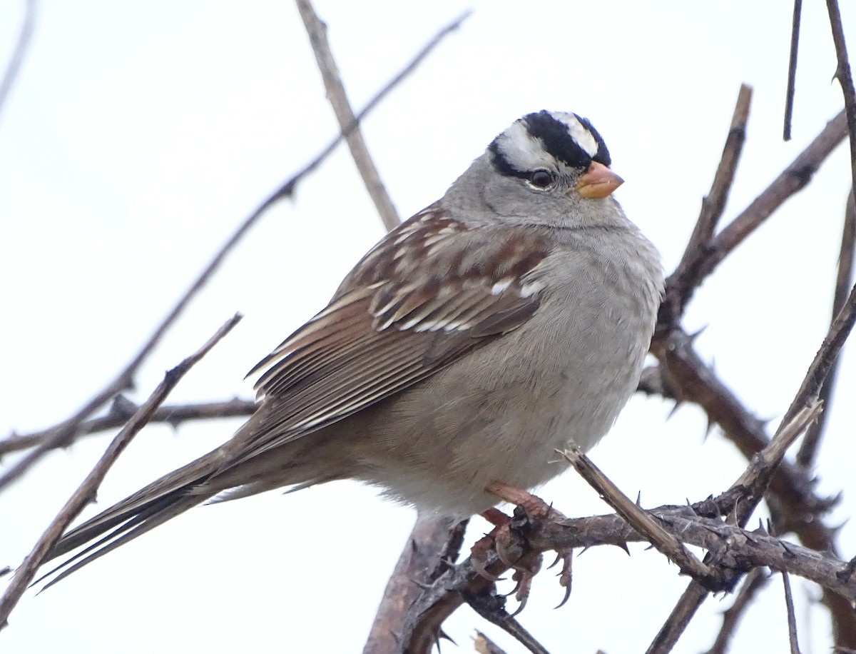 strnadec bělopásý - ML646555980