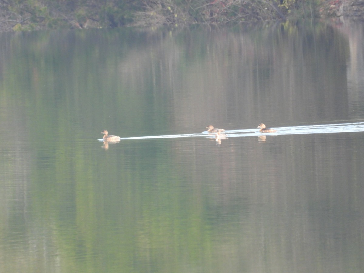 Pied-billed Grebe - ML646555981