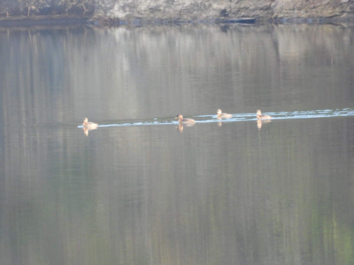 Pied-billed Grebe - ML646555982