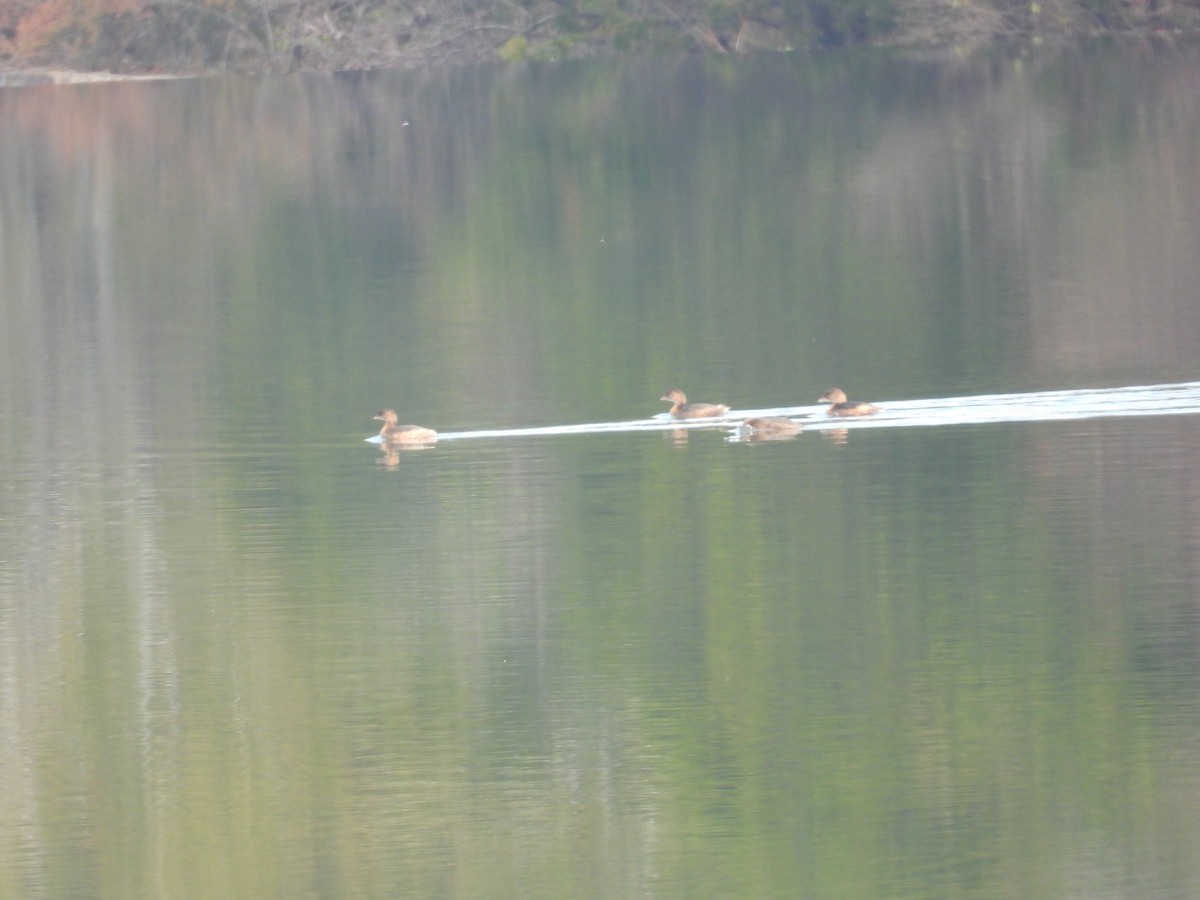 Pied-billed Grebe - ML646555983