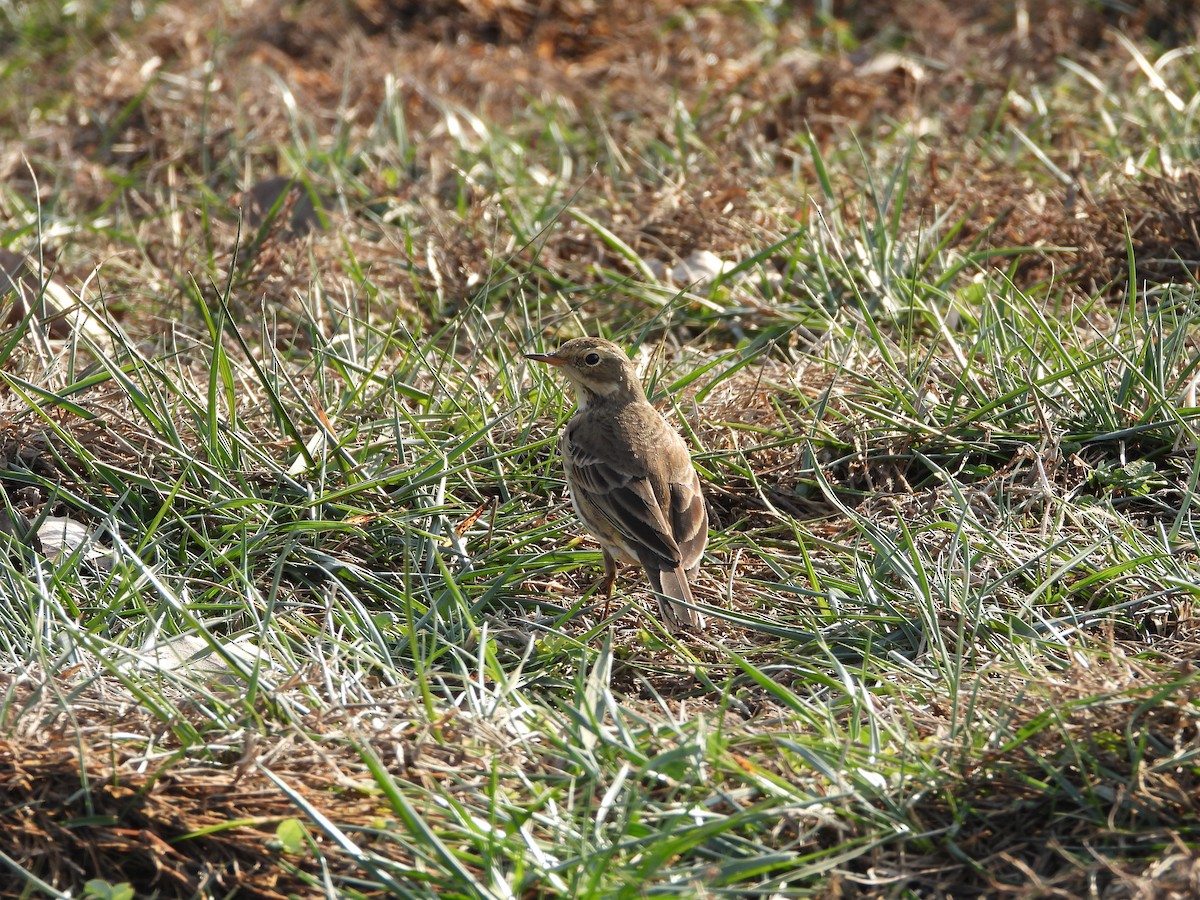 linduška tundrová - ML646555985