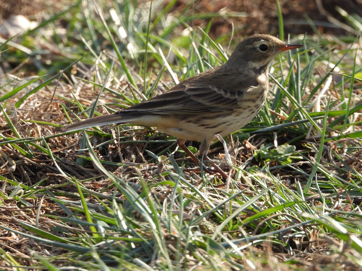 linduška tundrová - ML646555986