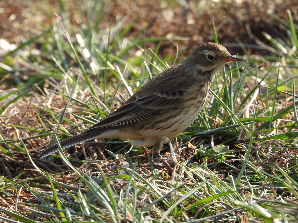 linduška tundrová - ML646555987