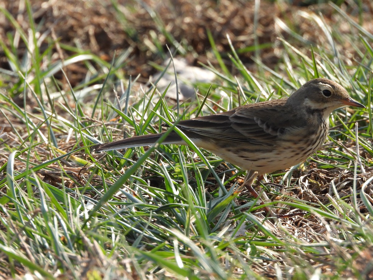 linduška tundrová - ML646555988