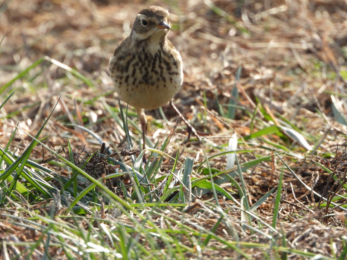 linduška tundrová - ML646555989