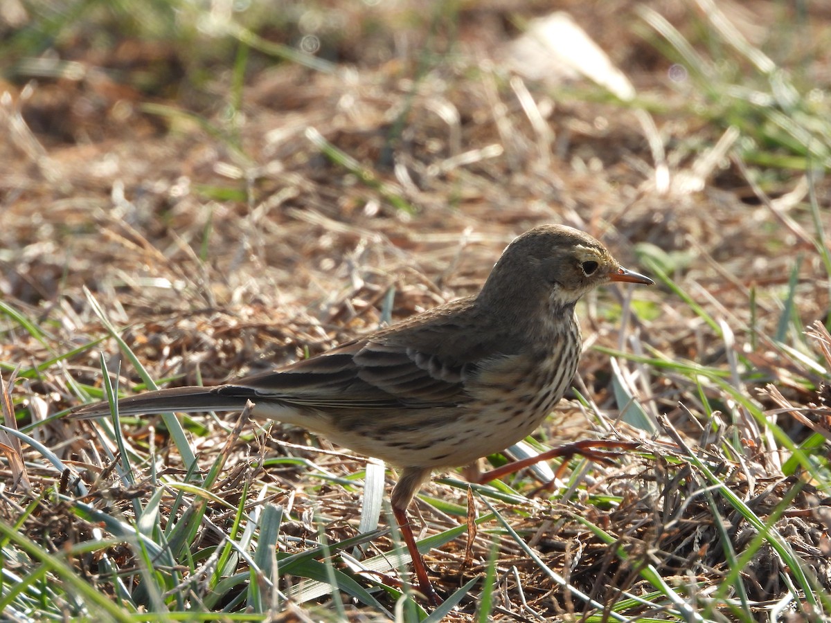 linduška tundrová - ML646555990
