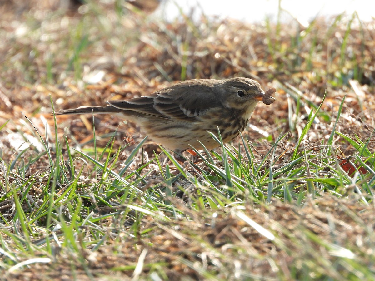 linduška tundrová - ML646555992