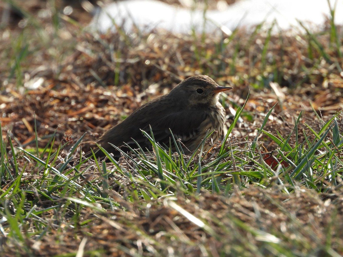 linduška tundrová - ML646555994
