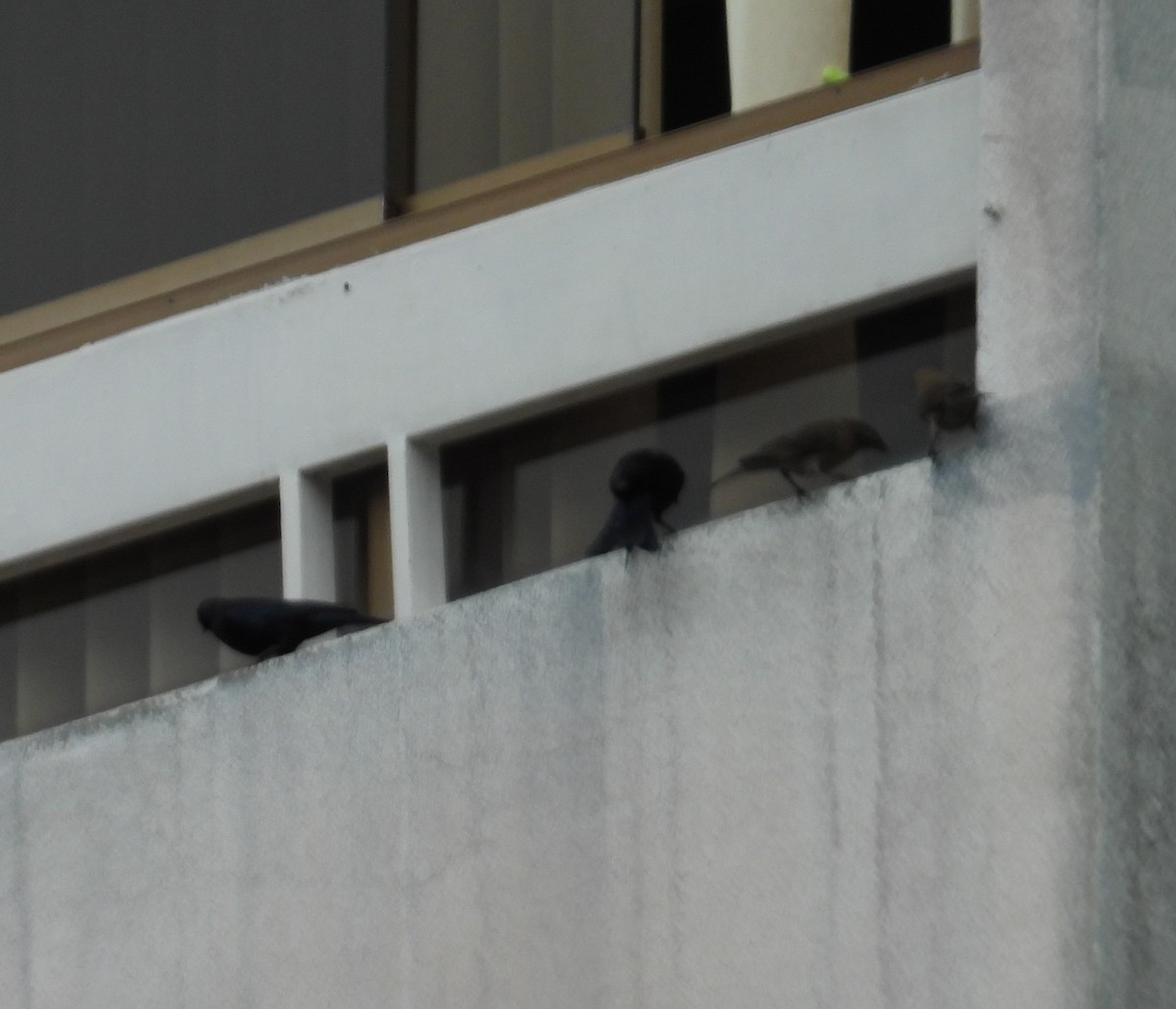 Carib Grackle - ML646555996