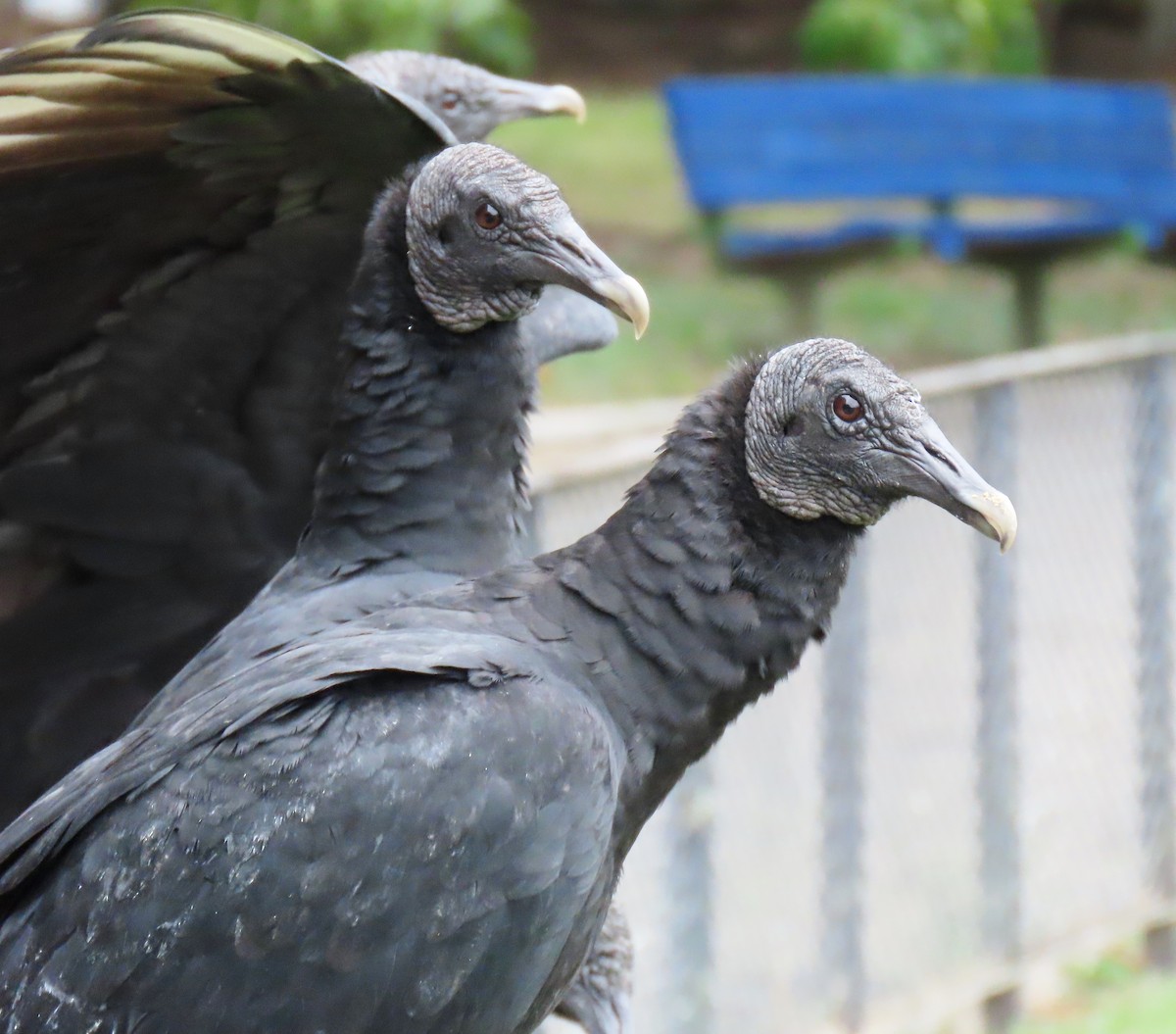 Urubu noir - ML646555997