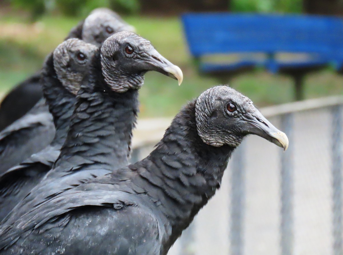 Urubu noir - ML646555998