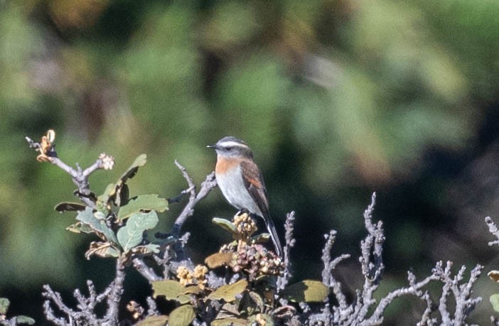 Rufous-breasted Chat-Tyrant - ML646555999