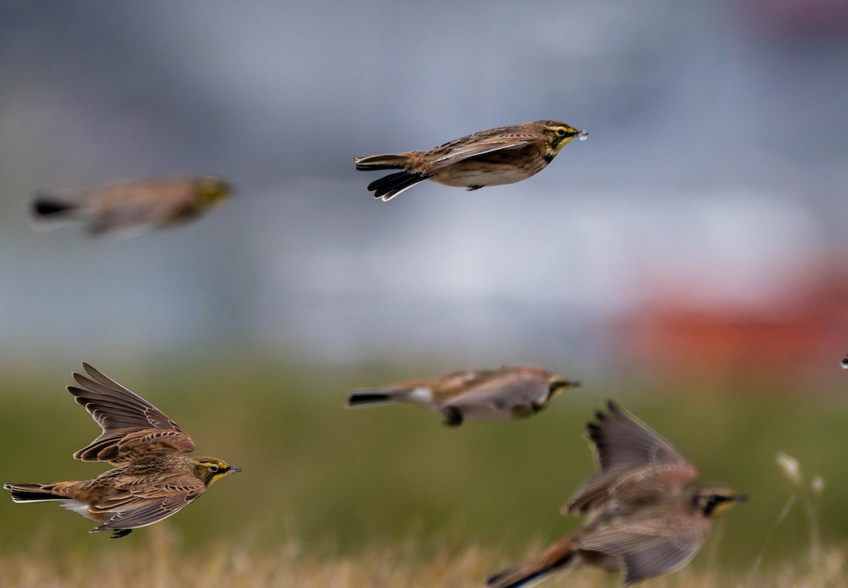 Horned Lark - ML646556000