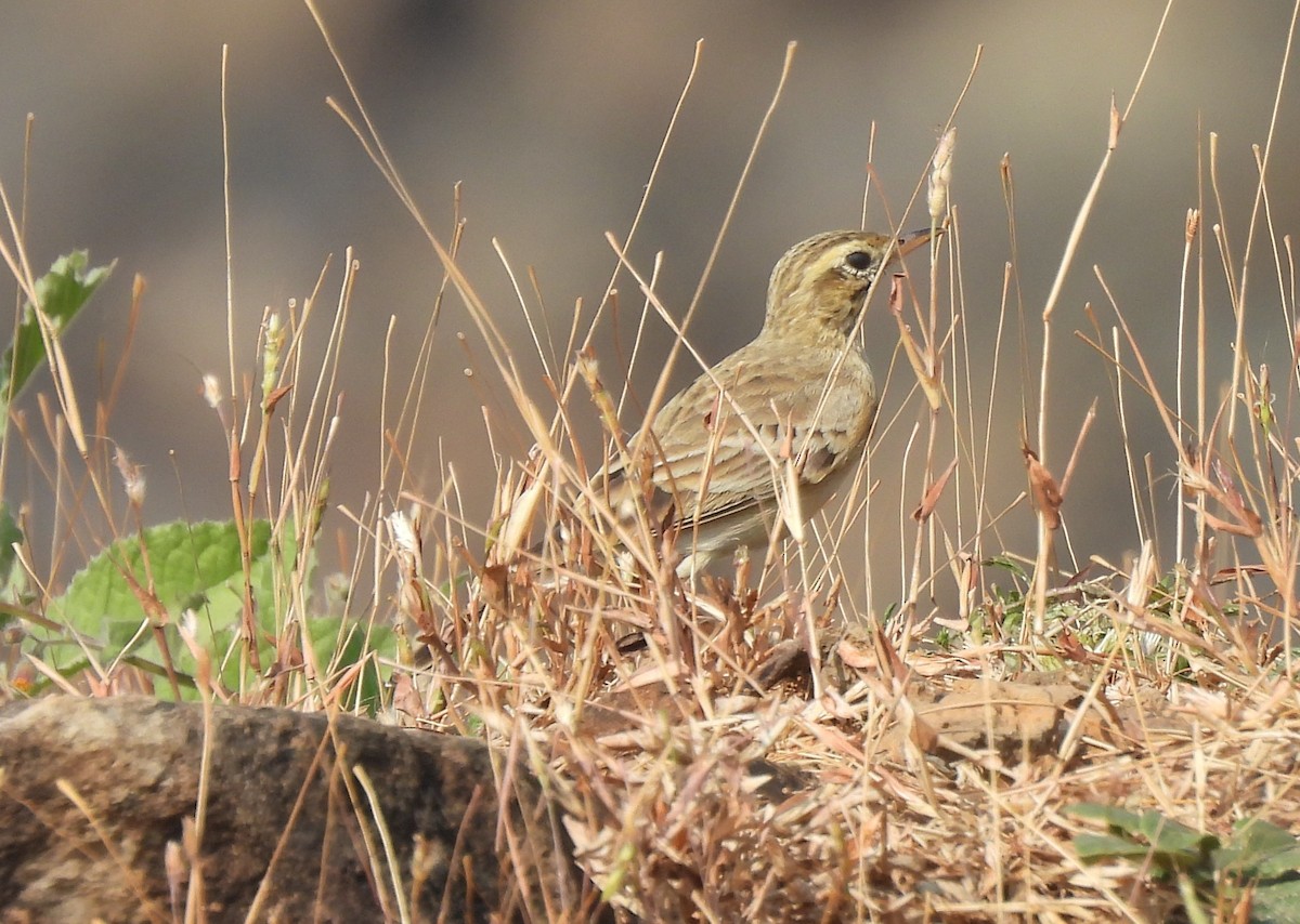 ヒメマミジロタヒバリ - ML646556001