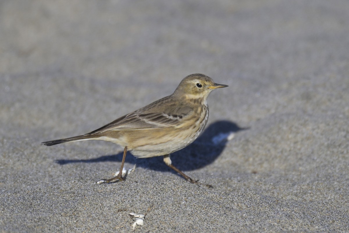 Spioncello del Pacifico - ML646556003