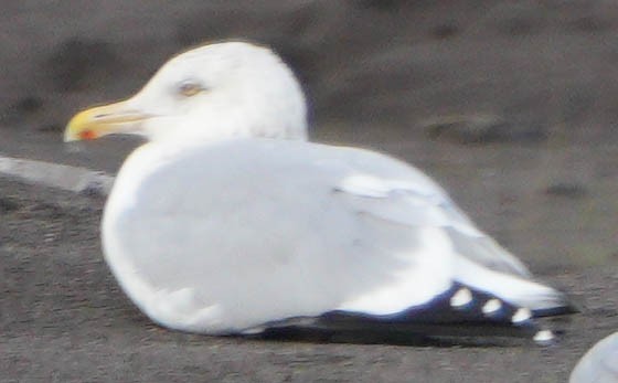 American Herring Gull - ML646556004