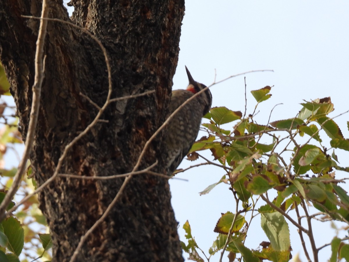 Chupasavia Nuquirrojo - ML646556005