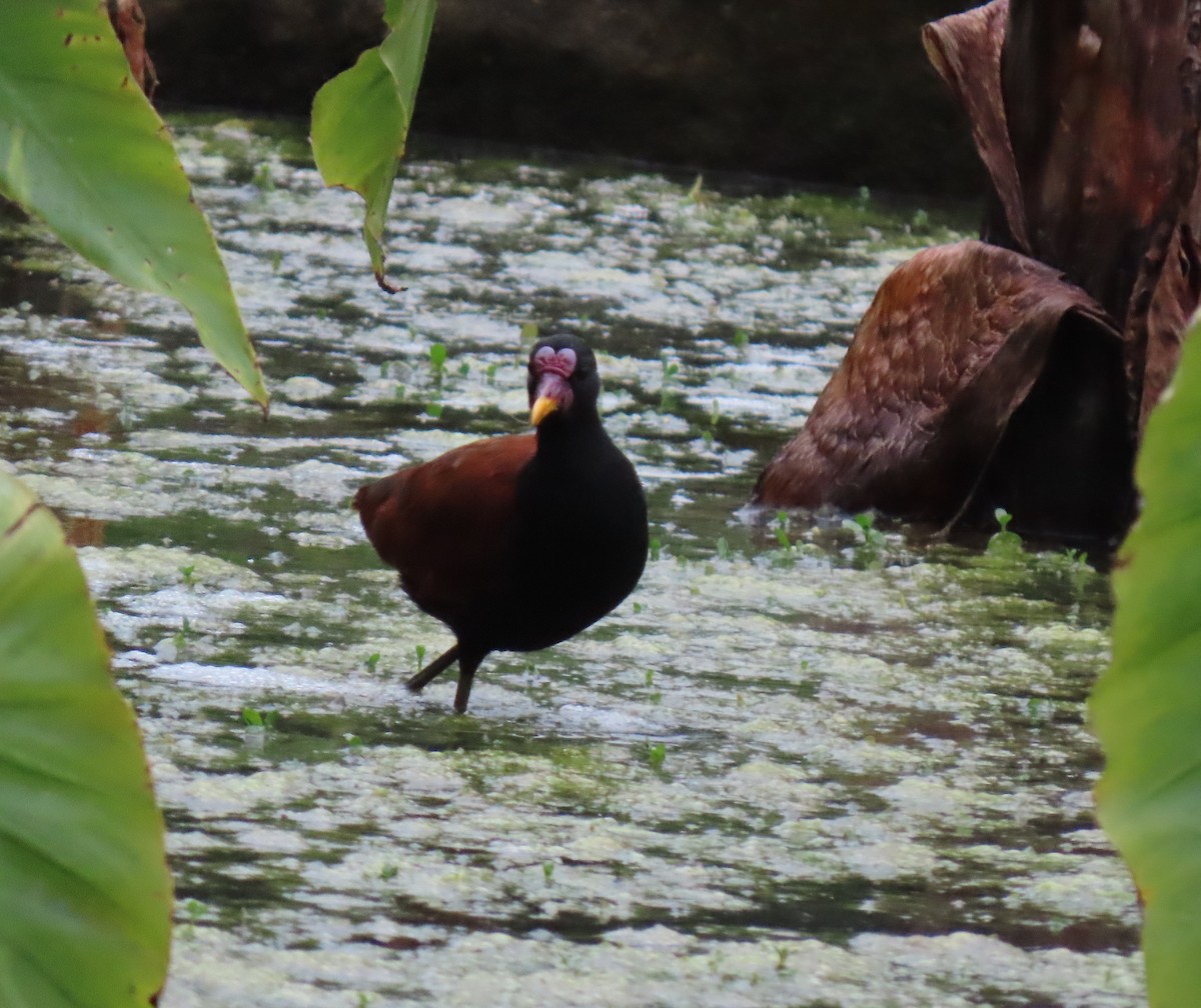Wattled Jacana - ML646556007