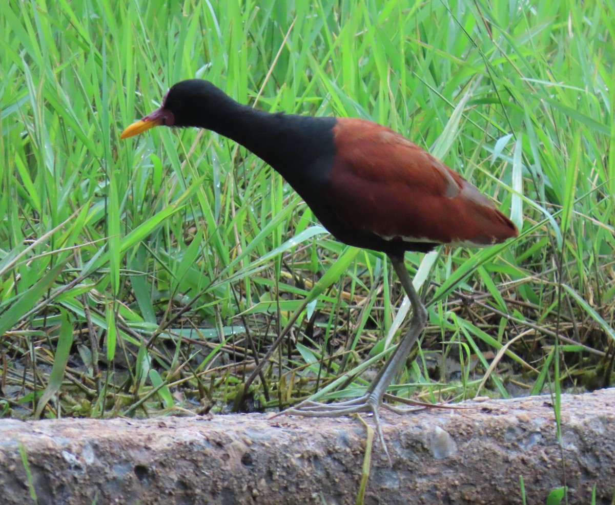 Wattled Jacana - ML646556012