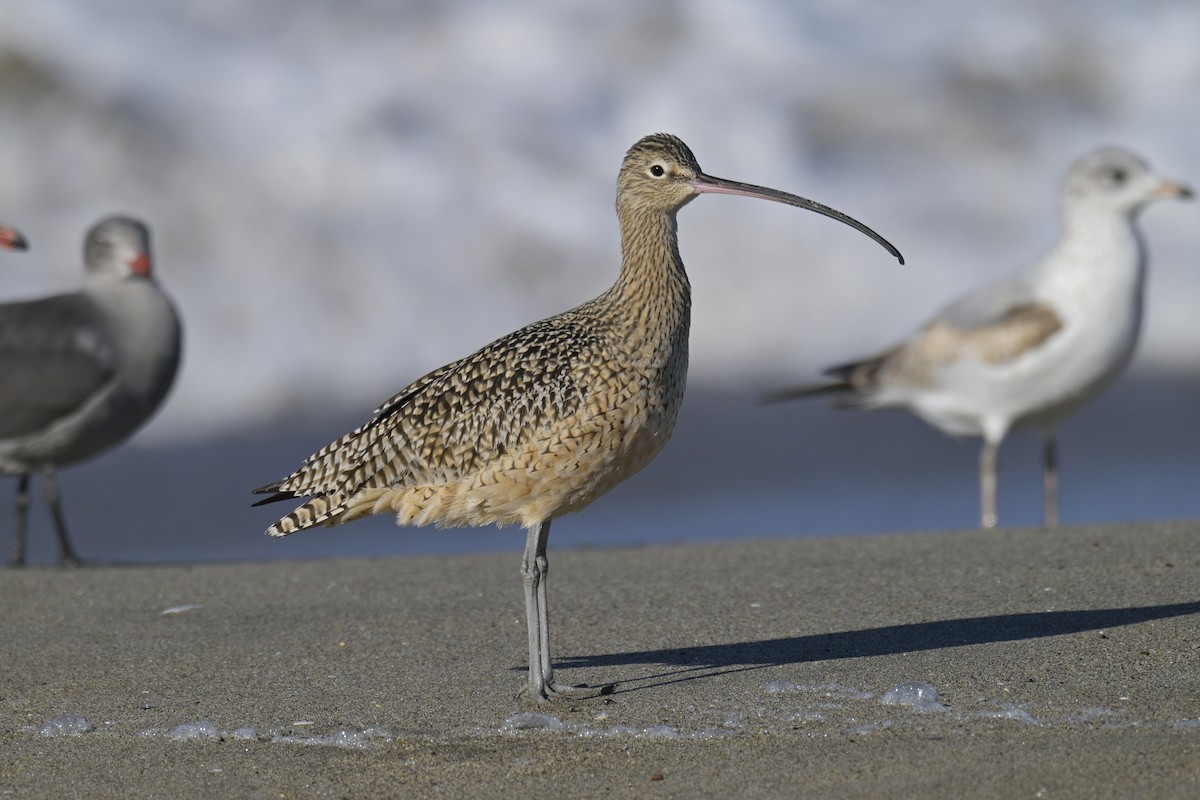 Long-billed Curlew - ML646556018