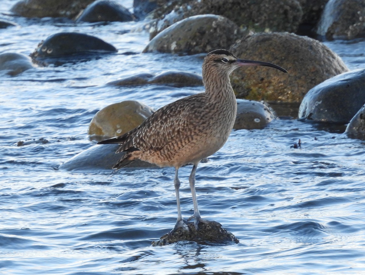 koliha hudsonská - ML646556019