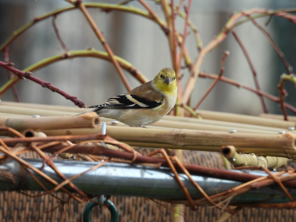 Goldzeisig - ML646556020