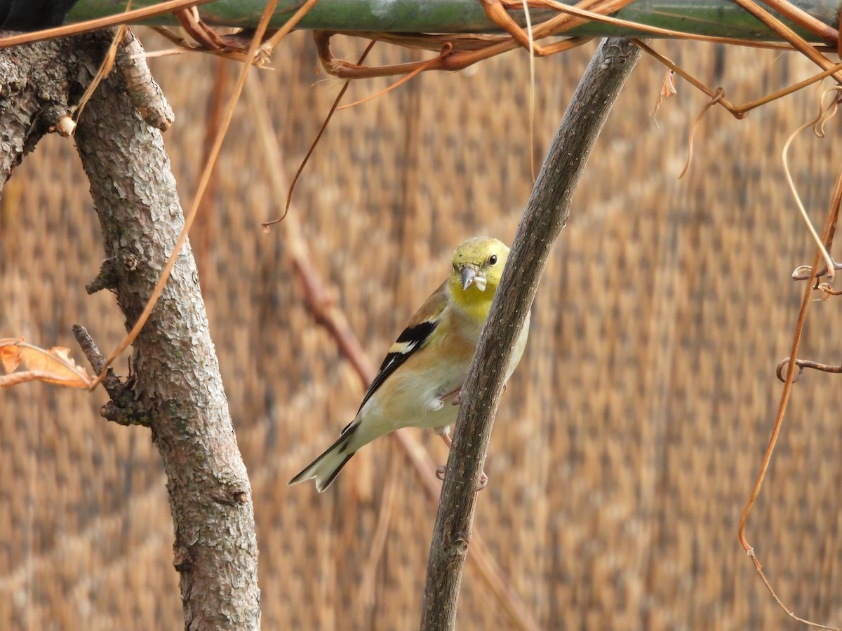 Goldzeisig - ML646556021