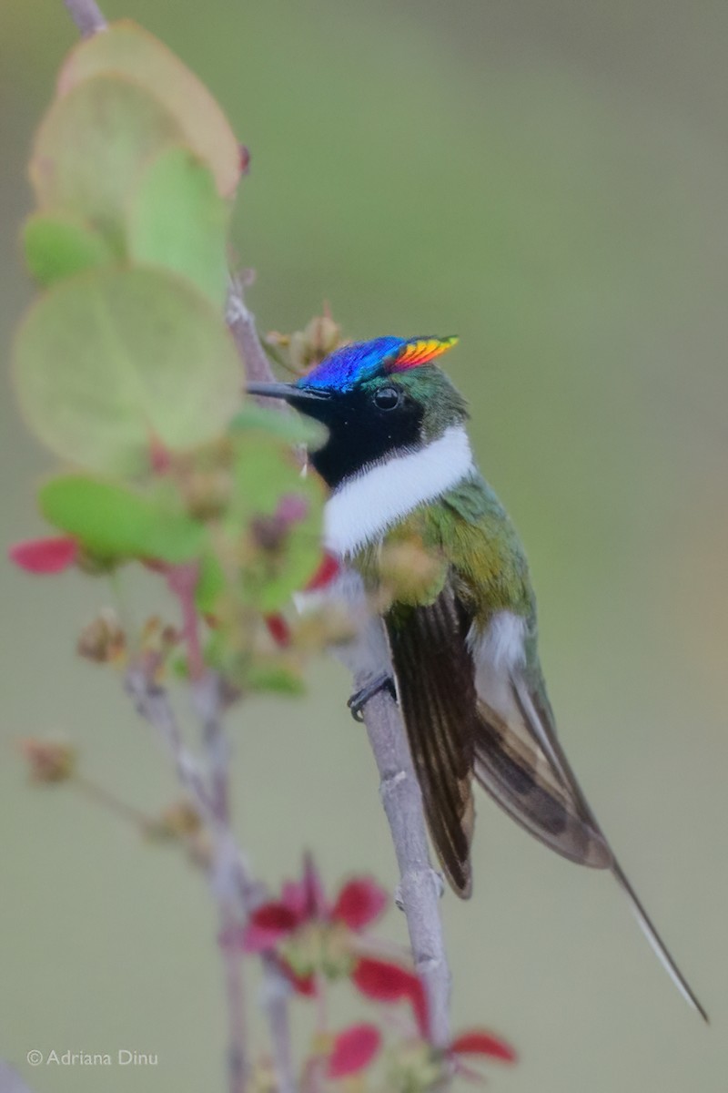 Horned Sungem - ML646556024