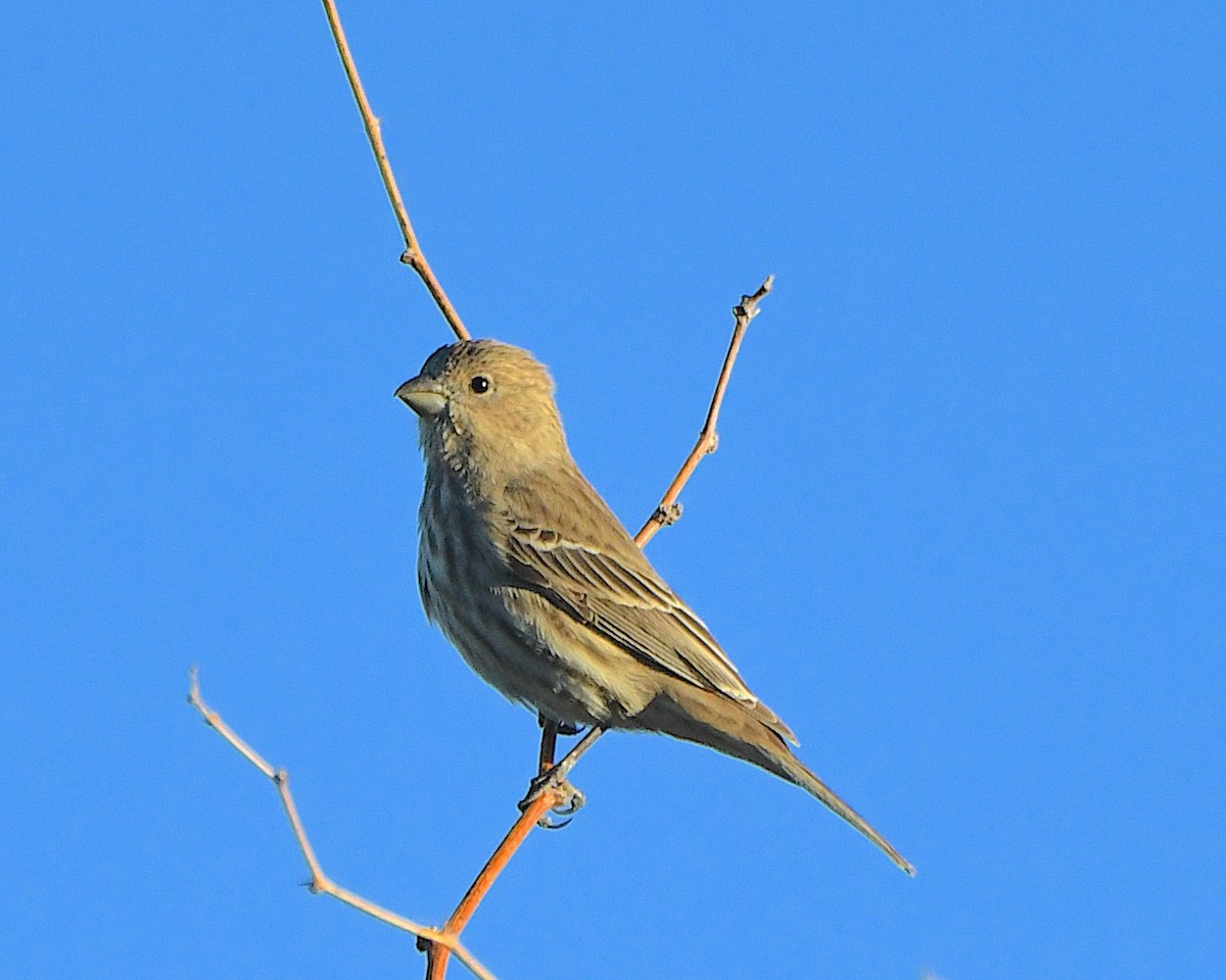 House Finch - ML646556025