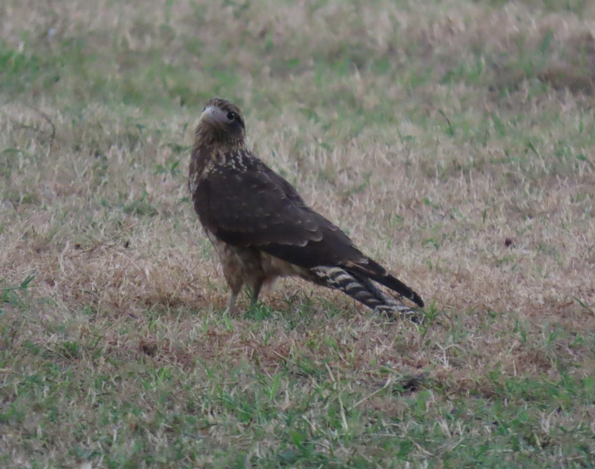 Yellow-headed Caracara - ML646556027
