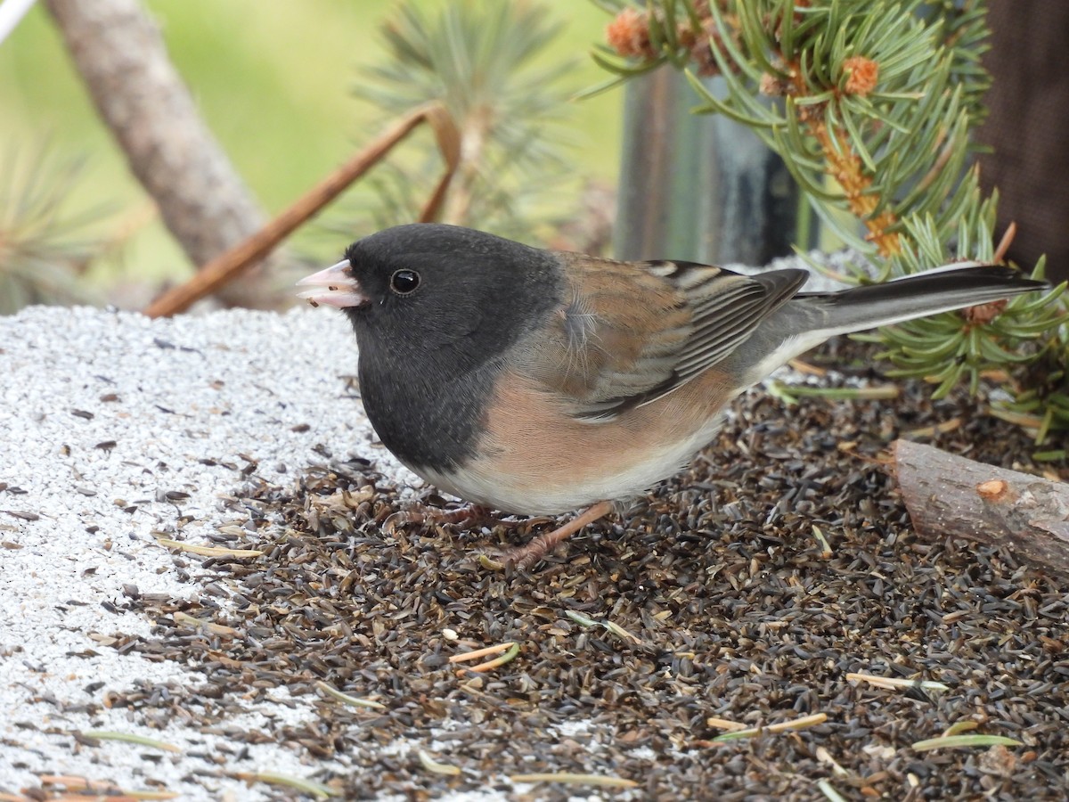 Winterammer - ML646556030