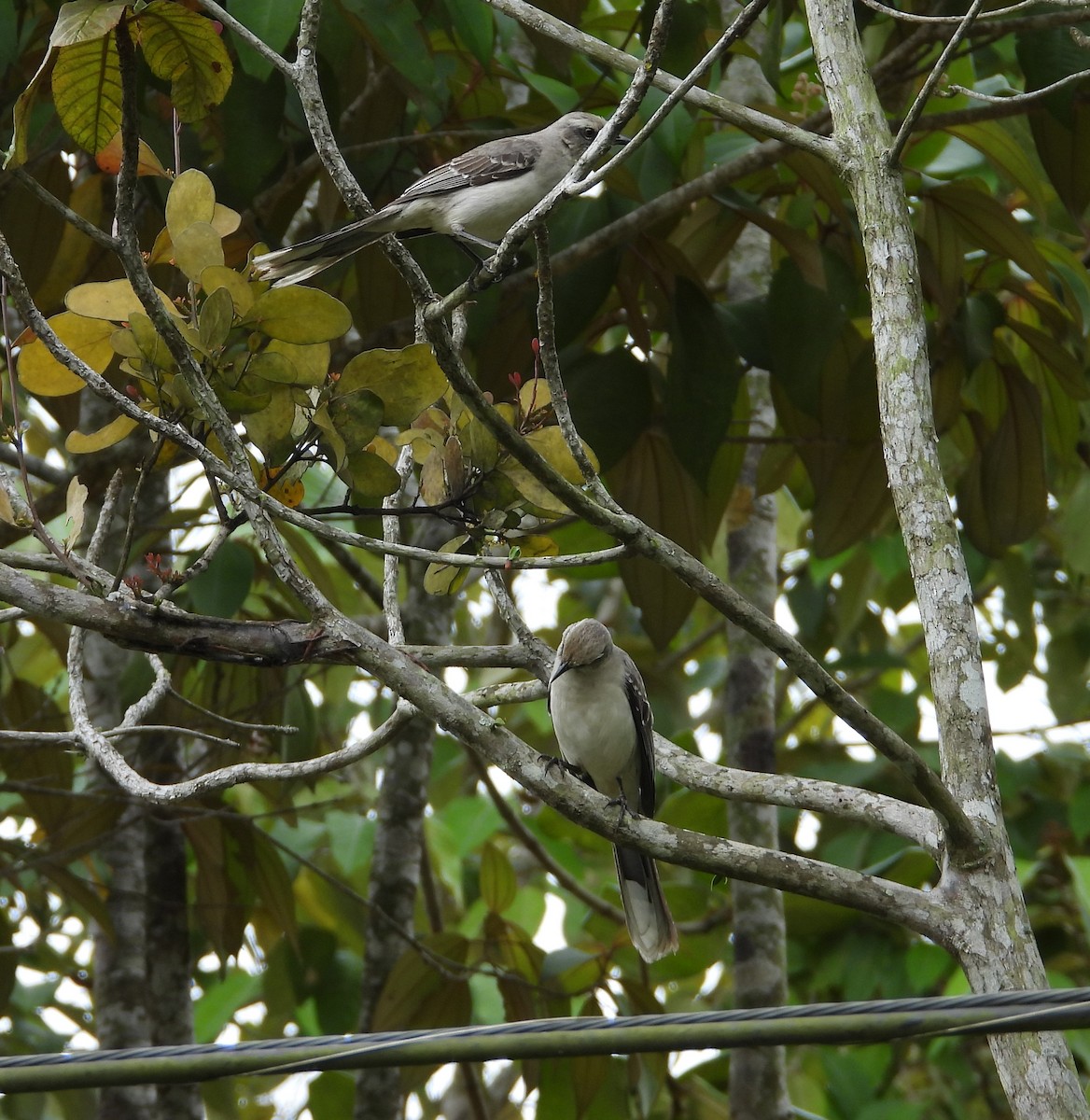 Tropical Mockingbird - ML646556031