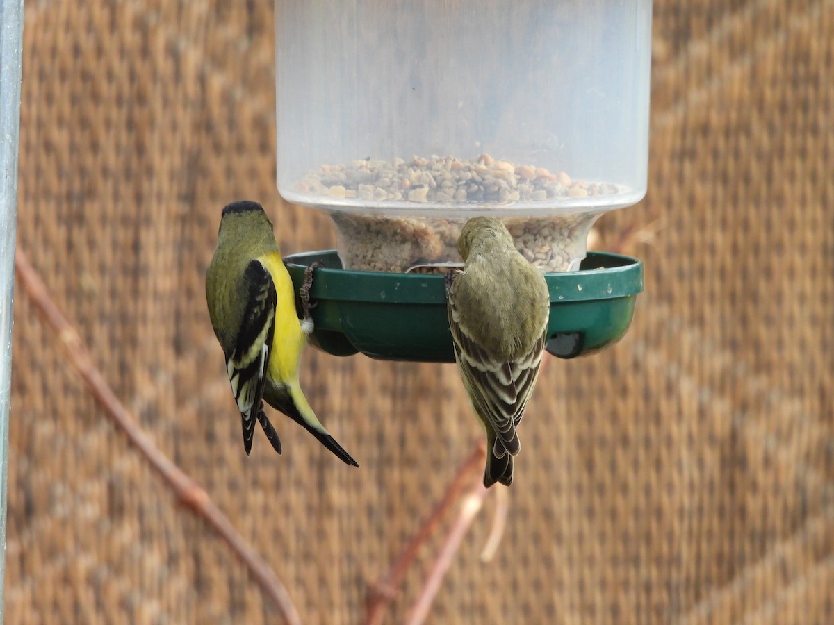 Mexikozeisig - ML646556035