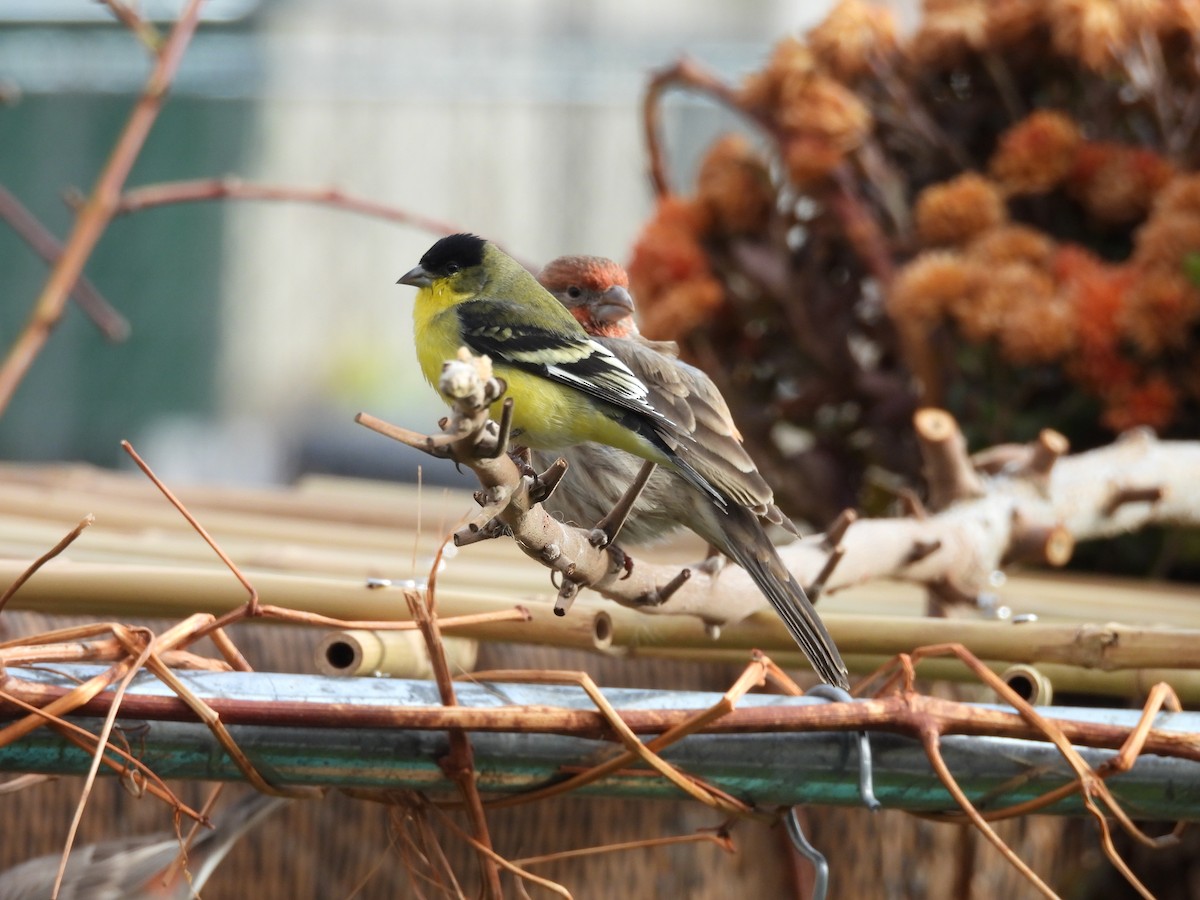 Mexikozeisig - ML646556036