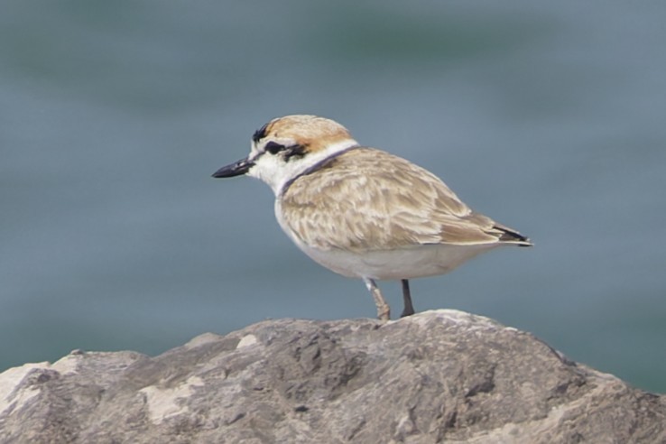 Malaysian Plover - ML646556037