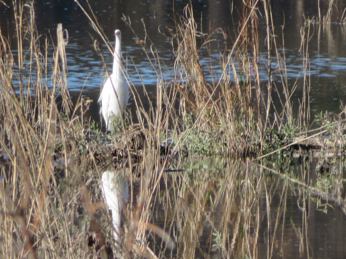 Garceta Grande - ML646556038