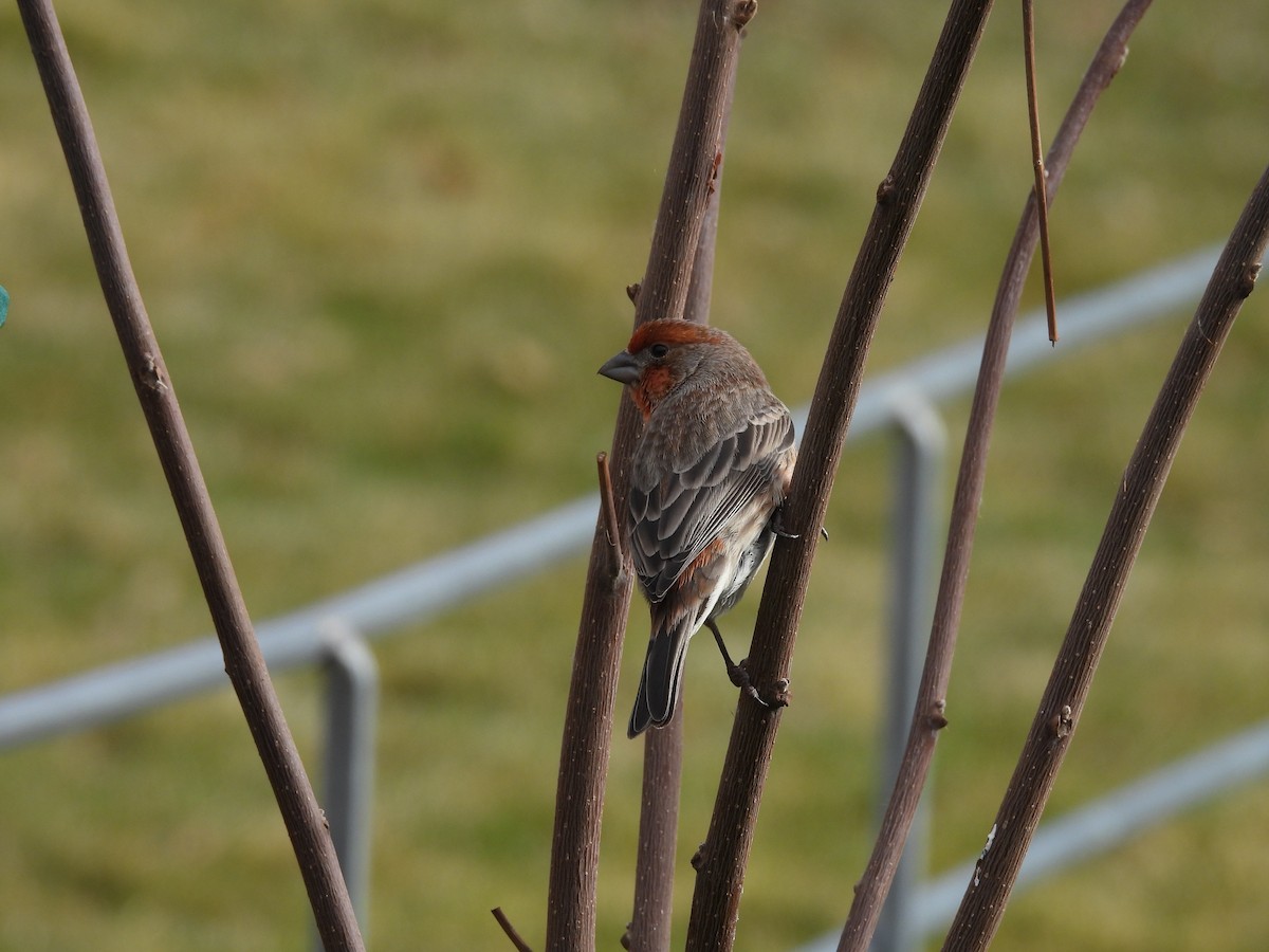 Hausgimpel - ML646556039