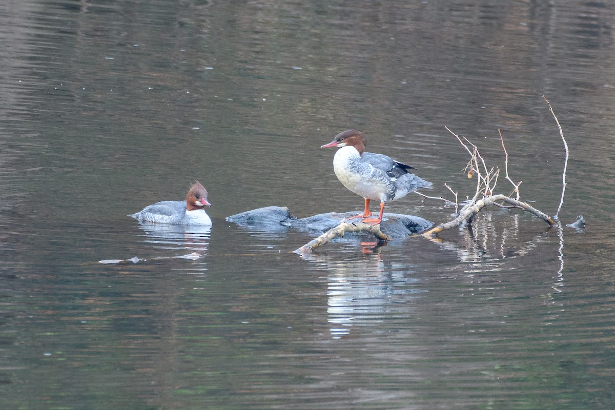 Common Merganser - ML646556042